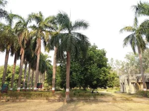 Vinod Van ( Kushmi Forest)