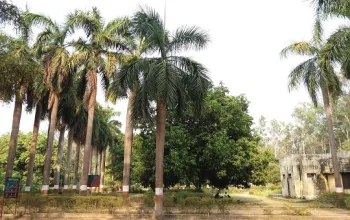 Vinod Van ( Kushmi Forest)