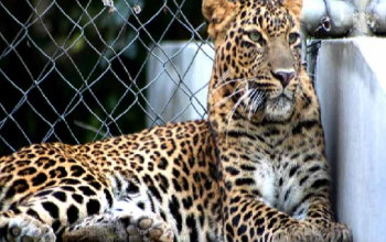 Kanpur Zoological Park