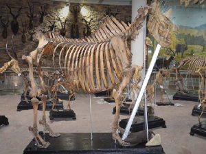 Zoological Museum