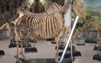 Zoological Museum