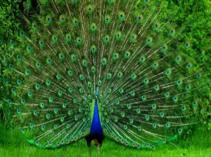 Alipore Zoological Gardens