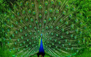 Alipore Zoological Gardens