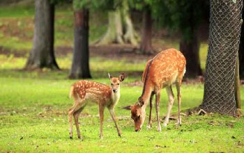 Guindy National Park