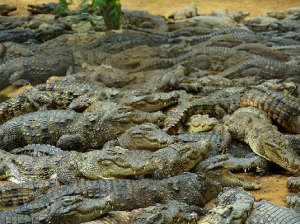 Madras Crocodile Bank Trust and Centre for Herpetology