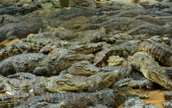 Madras Crocodile Bank Trust and Centre for Herpetology