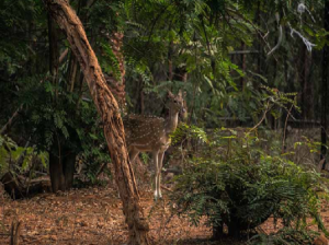 Nawab Wajid Ali Shah Zoological Garden