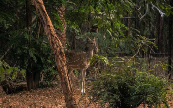 Nawab Wajid Ali Shah Zoological Garden