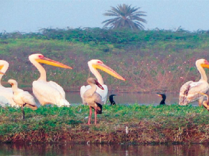 Sur Sarovar Wildlife Sanctuary