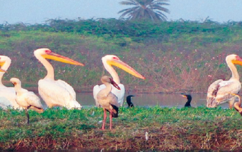 Sur Sarovar Wildlife Sanctuary