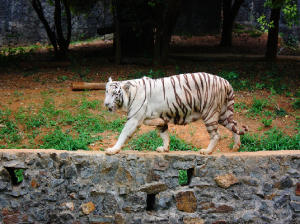 Vandalur Zoo ( Arignar Anna Zoological Park)