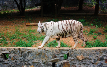 Vandalur Zoo ( Arignar Anna Zoological Park)