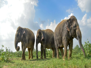 Wildlife S. O. S Elephant Conservation And Care Center
