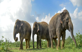 Wildlife S. O. S Elephant Conservation And Care Center
