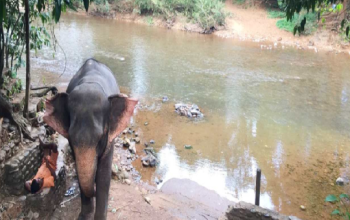 Bhagwan Mahavir Wildlife Sanctuary