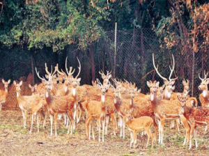 Deer Park