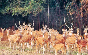 Deer Park