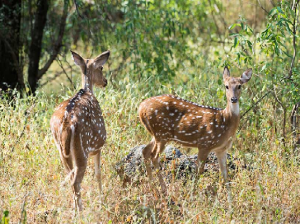 Jaipur Zoological Park