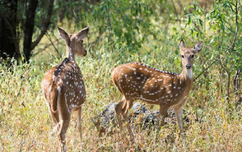 Jaipur Zoological Park