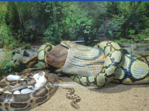 Chennai Snake Park