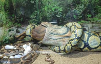 Chennai Snake Park