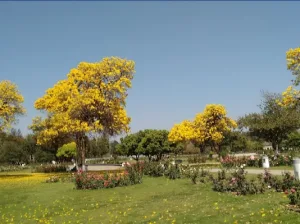 Zakir Hussain Rose Garden