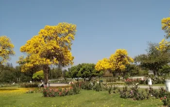 Zakir Hussain Rose Garden