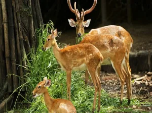 Malsi Deer Park