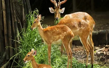 Malsi Deer Park