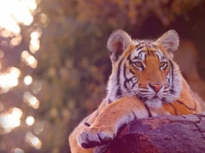 Tiger View Jungle Camp