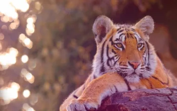Tiger View Jungle Camp
