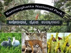 Bannerghatta National Park, Bengaluru