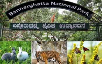 Bannerghatta National Park, Bengaluru