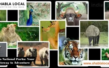 India’s National Parks: Your Gateway to Adventure