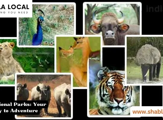 India’s National Parks: Your Gateway to Adventure