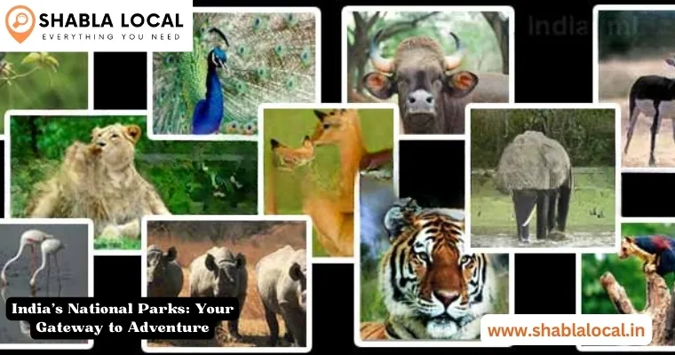 India’s National Parks: Your Gateway to Adventure