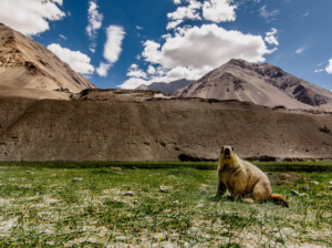 Hemis National Park, Jammu and Kashmir