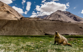Hemis National Park, Jammu and Kashmir