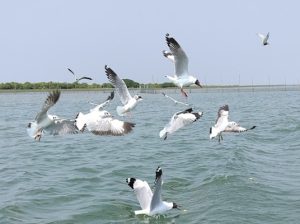 Chilika Lake