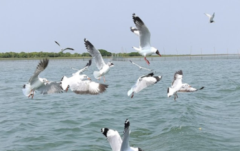 Chilika Lake