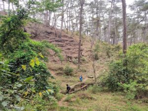 Rhododendron Trek