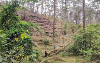 Rhododendron Trek