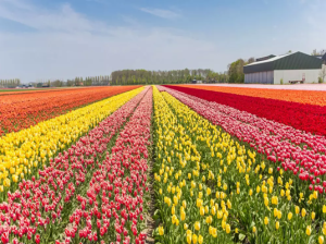Tulip Garden Srinagar