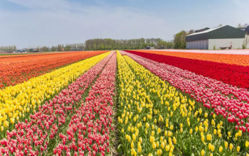 Tulip Garden Srinagar