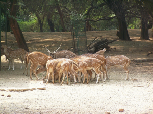 Sarnath Deer Park
