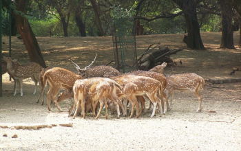 Sarnath Deer Park