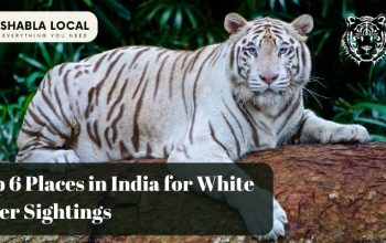 Top 6 Places in India for White Tiger Sightings