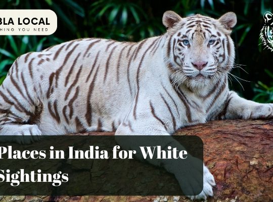 Top 6 Places in India for White Tiger Sightings