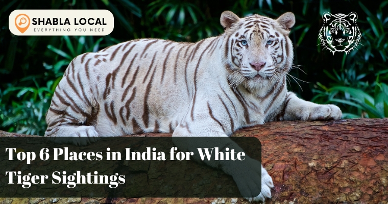 Top 6 Places in India for White Tiger Sightings