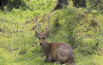 Kaziranga National Park